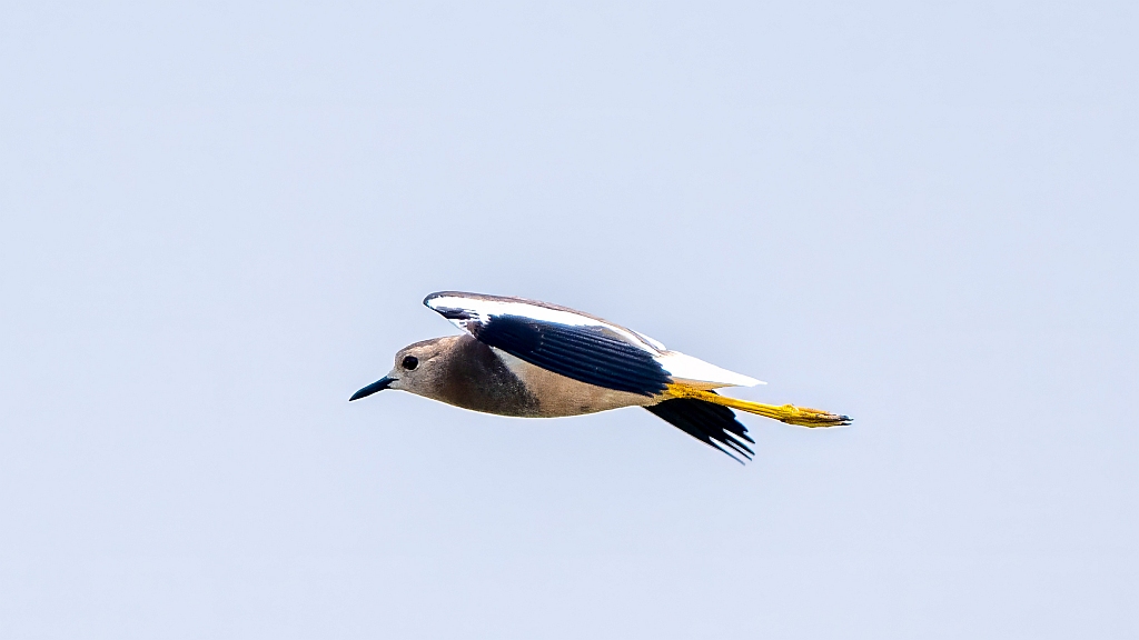 White-tailed Lapwing